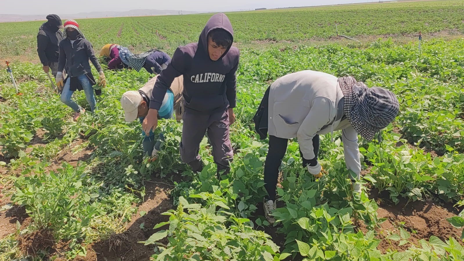 Kavurucu sıcakta ekmek parası için ter döküyorlar
