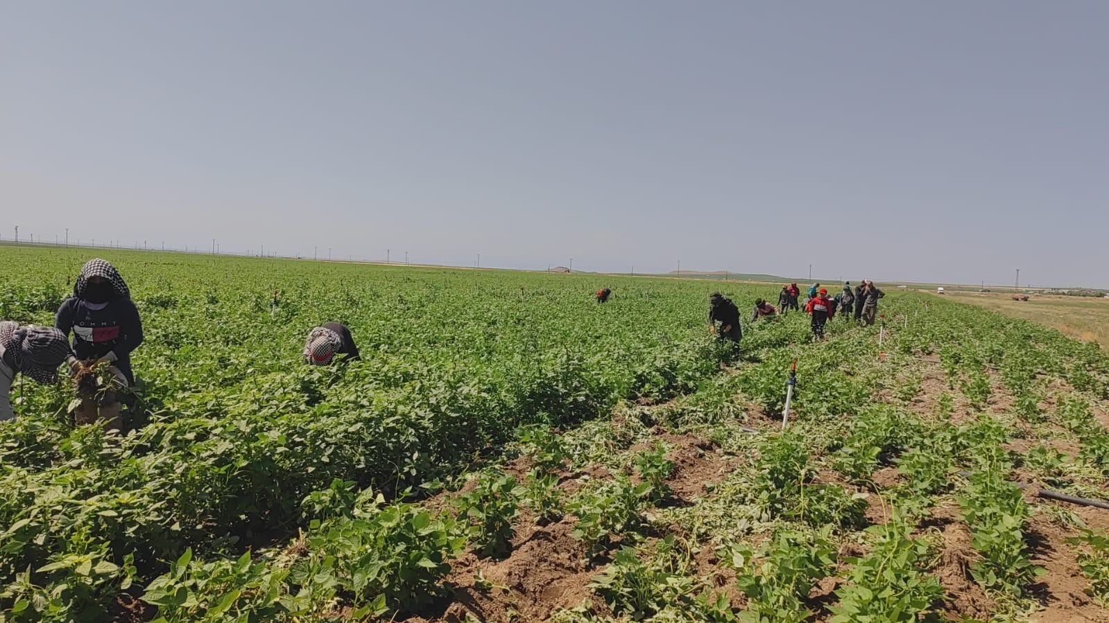 Kavurucu sıcakta ekmek parası için ter döküyorlar
