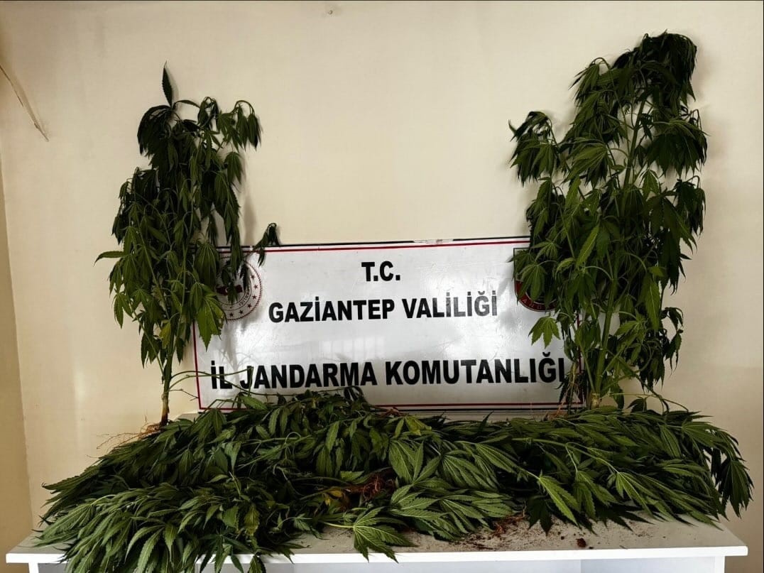 Gaziantep’te 253 kök kenevir ele geçirildi: 9 gözaltı
