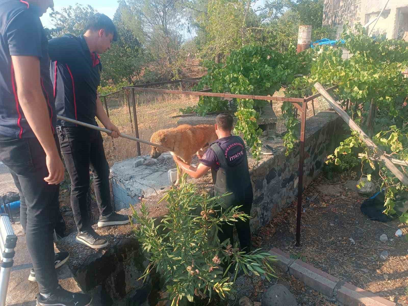 Kahramanmaraş’ta havuza düşen köpek kurtarıldı
