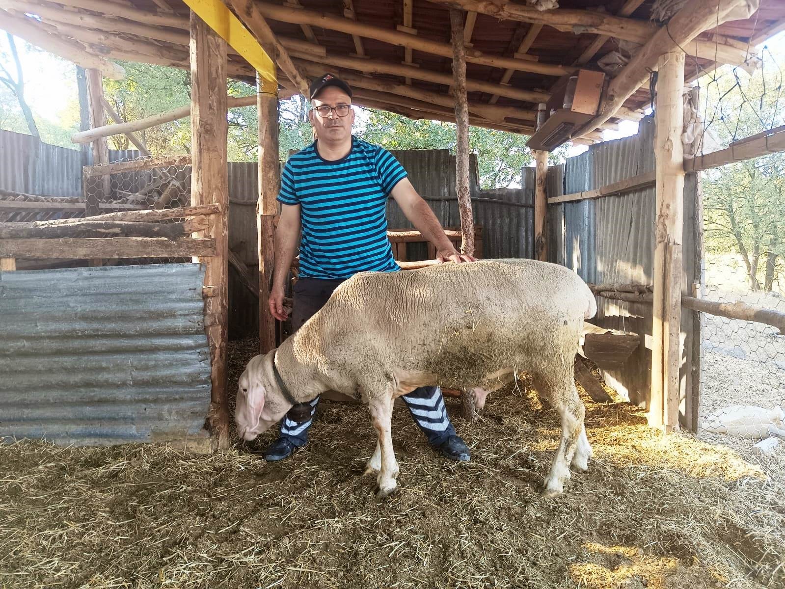 Hisarcık’taki üretici canlı ağırlığı 150 kilo gelen Merinolandschaf cinsi koç yetiştirdi
