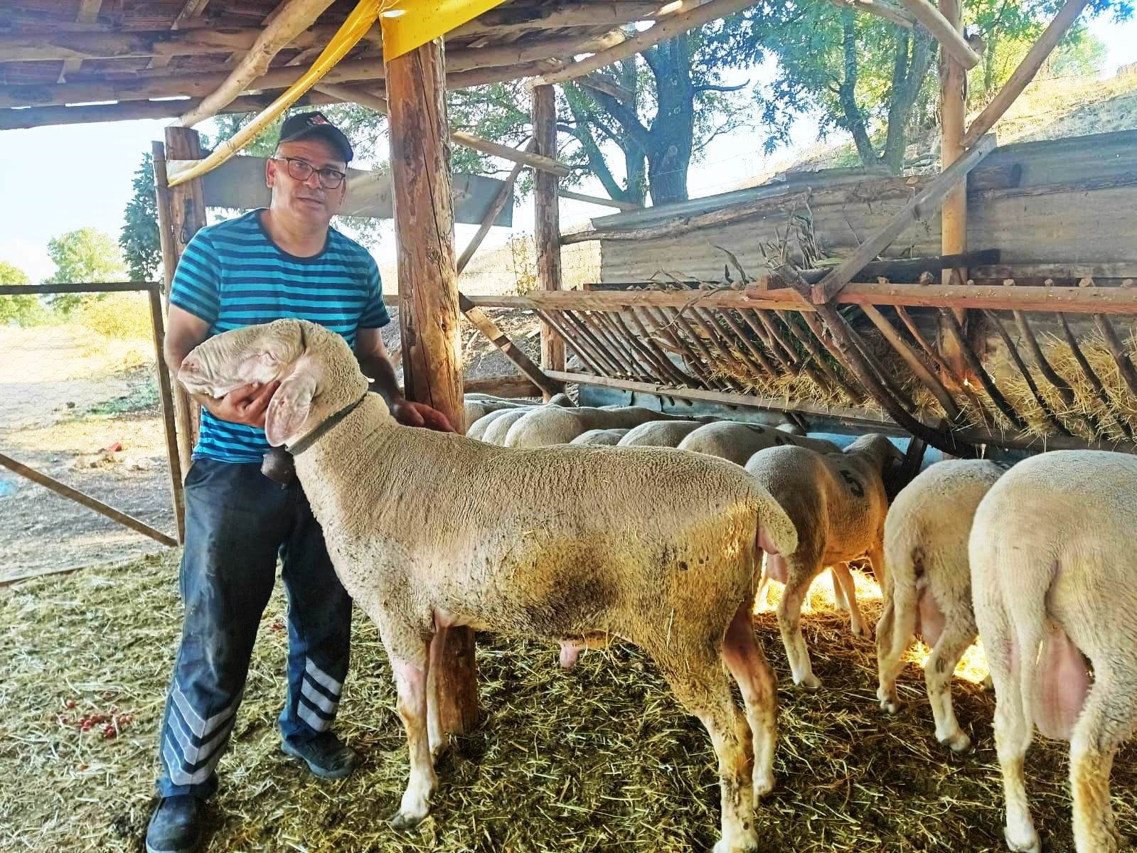 Hisarcık’taki üretici canlı ağırlığı 150 kilo gelen Merinolandschaf cinsi koç yetiştirdi
