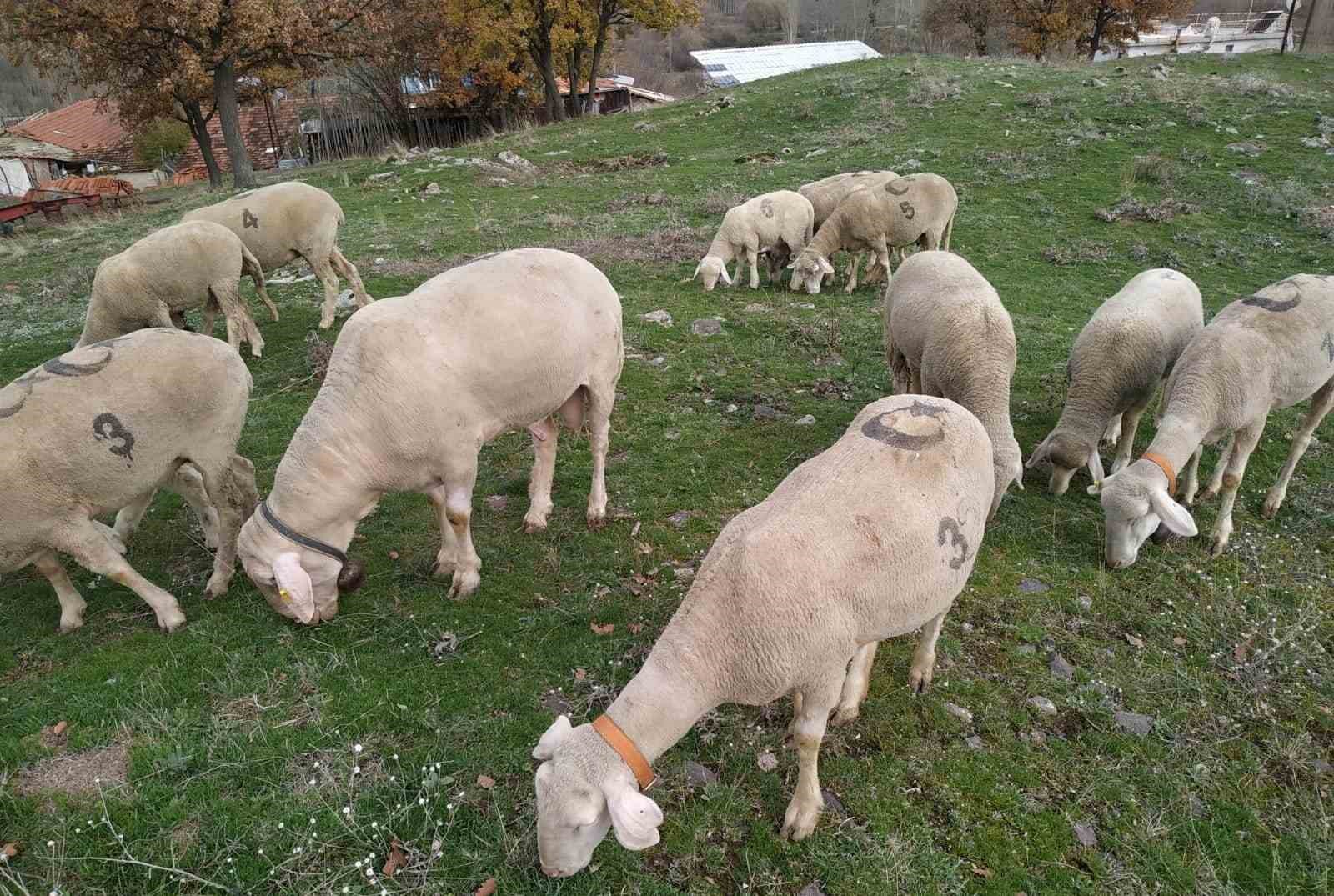 Hisarcık’taki üretici canlı ağırlığı 150 kilo gelen Merinolandschaf cinsi koç yetiştirdi
