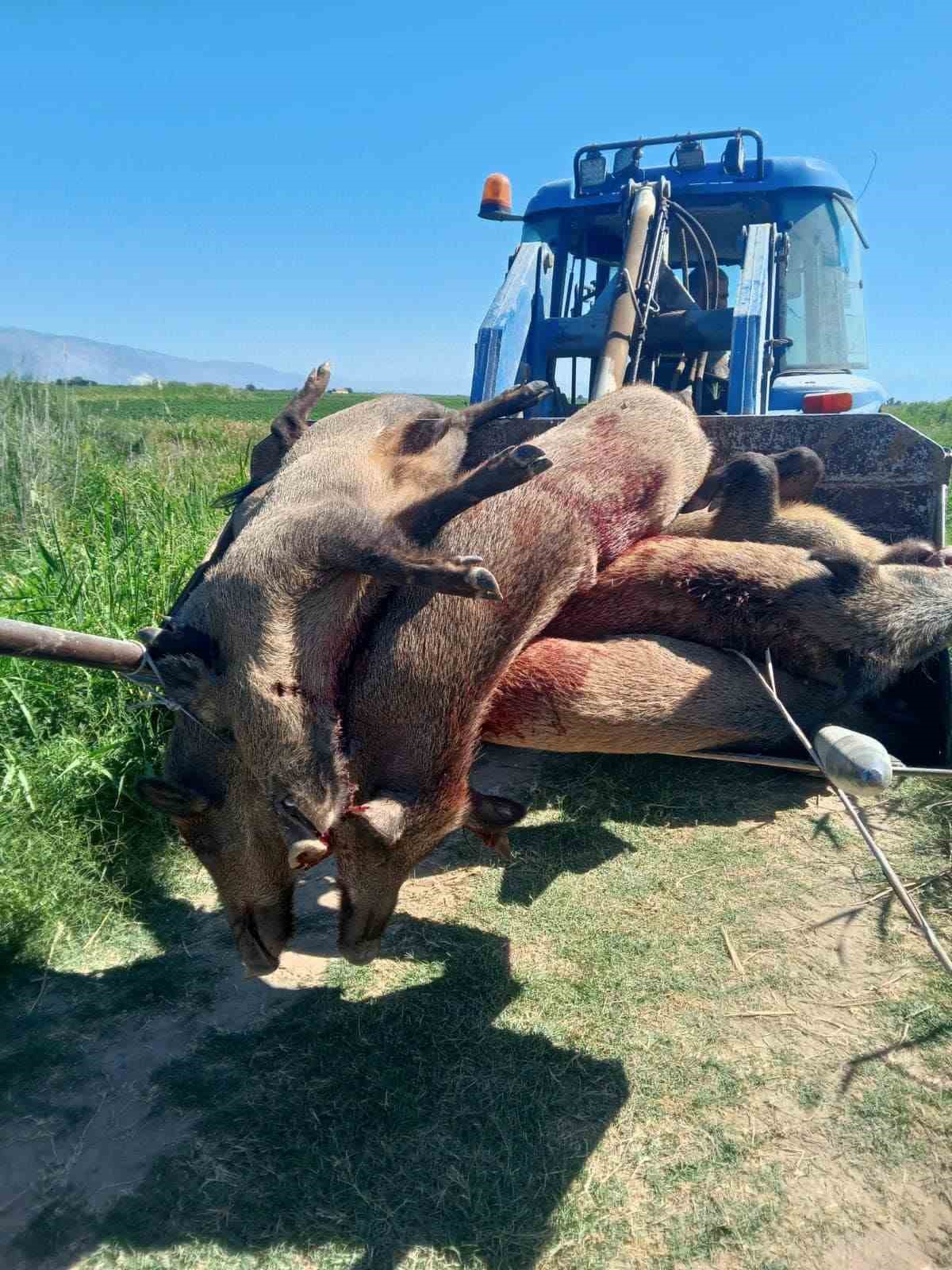 Söke’de mücadele amaçlı yaban domuzu sürek avı başlıyor
