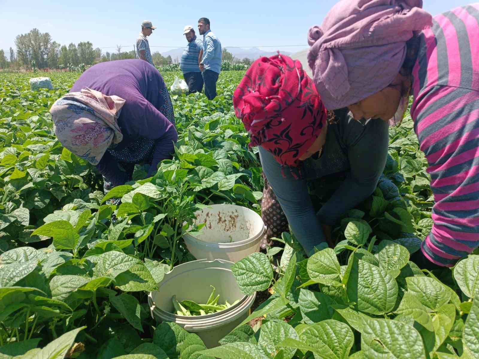 Fasulyenin satış fiyatının bir anda düşmesi üreticileri üzdü
