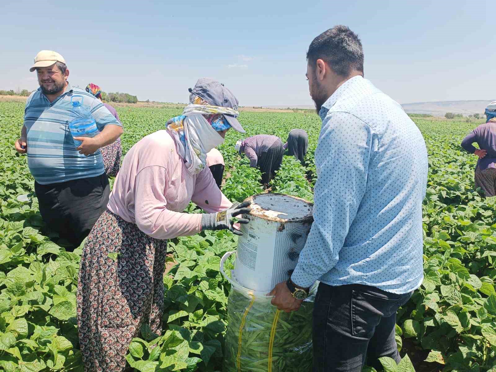 Fasulyenin satış fiyatının bir anda düşmesi üreticileri üzdü
