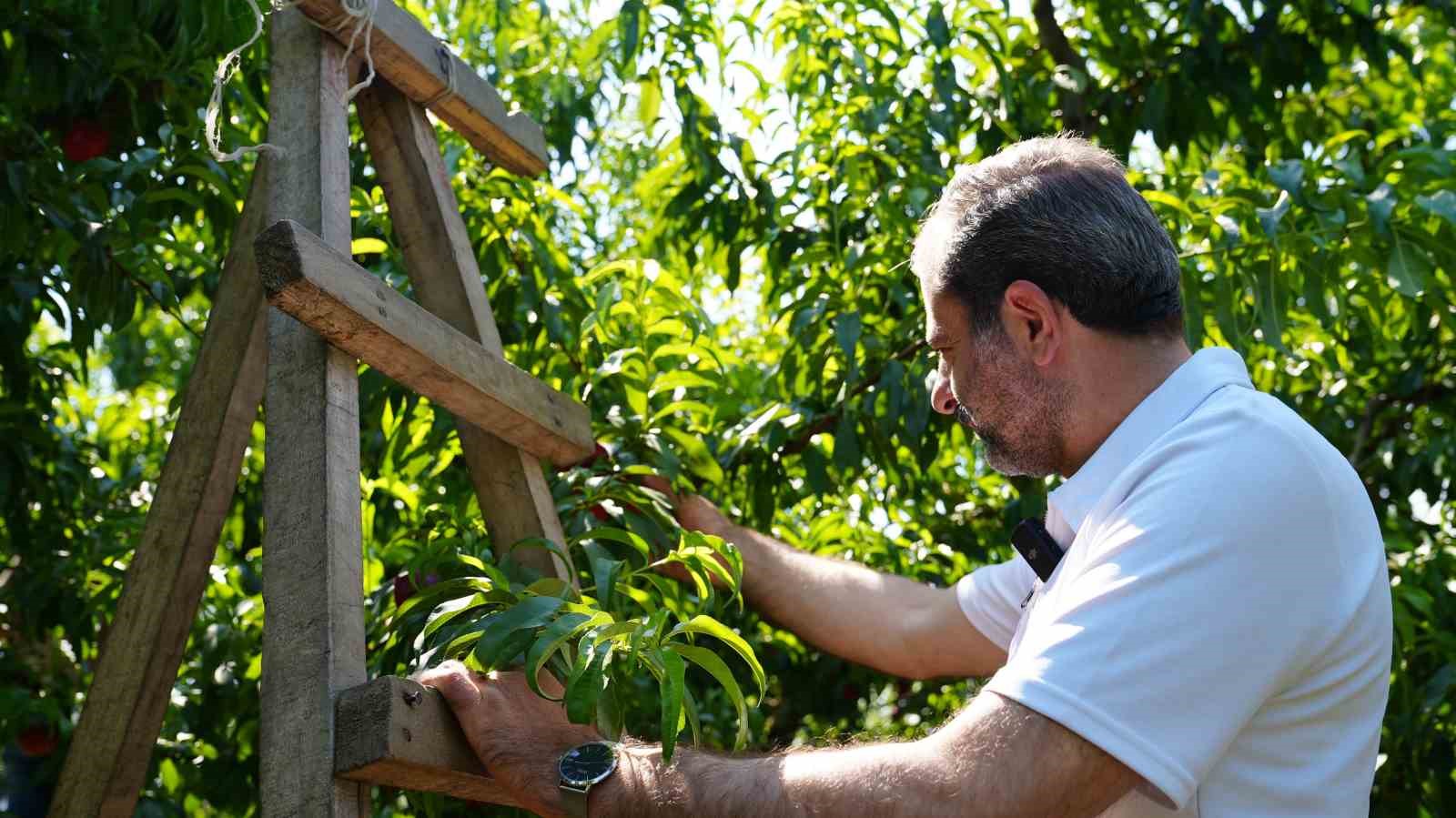 Bursa Şeftalisi’ne Avrupa’dan tescil müjdesi
