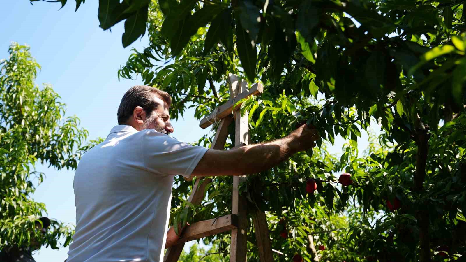 Bursa Şeftalisi’ne Avrupa’dan tescil müjdesi
