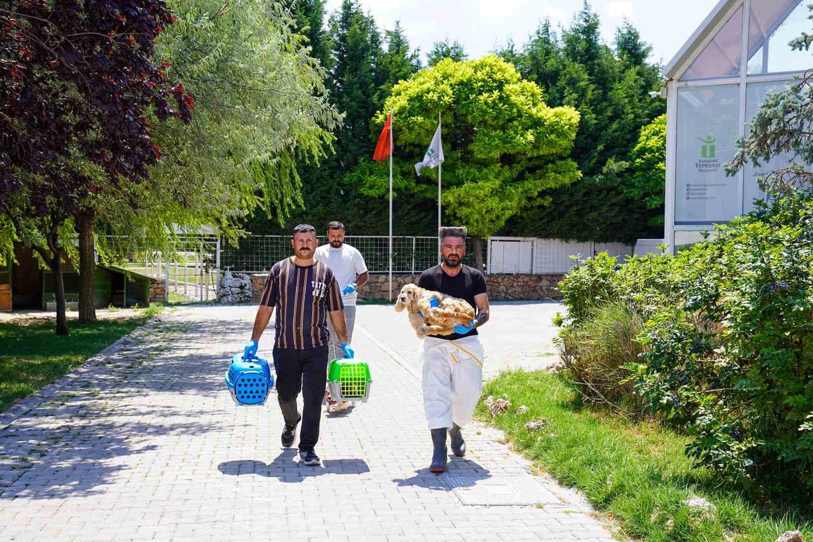 Sahiplendirilen can dostlar sıcak yuvalarına teslim edildi
