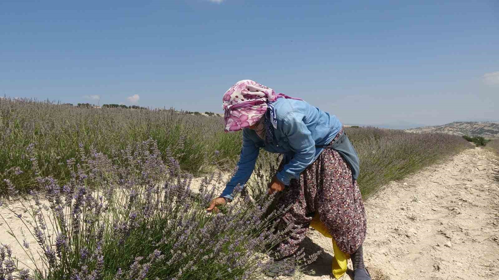 Litresi 750 TL’den satılan ve susuz yetişen lavanta hasadı başladı
