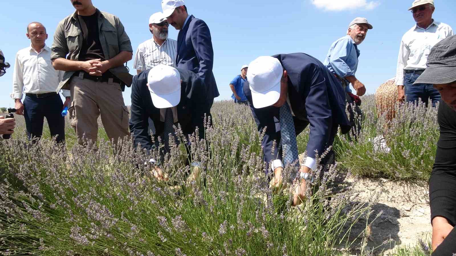 Litresi 750 TL’den satılan ve susuz yetişen lavanta hasadı başladı
