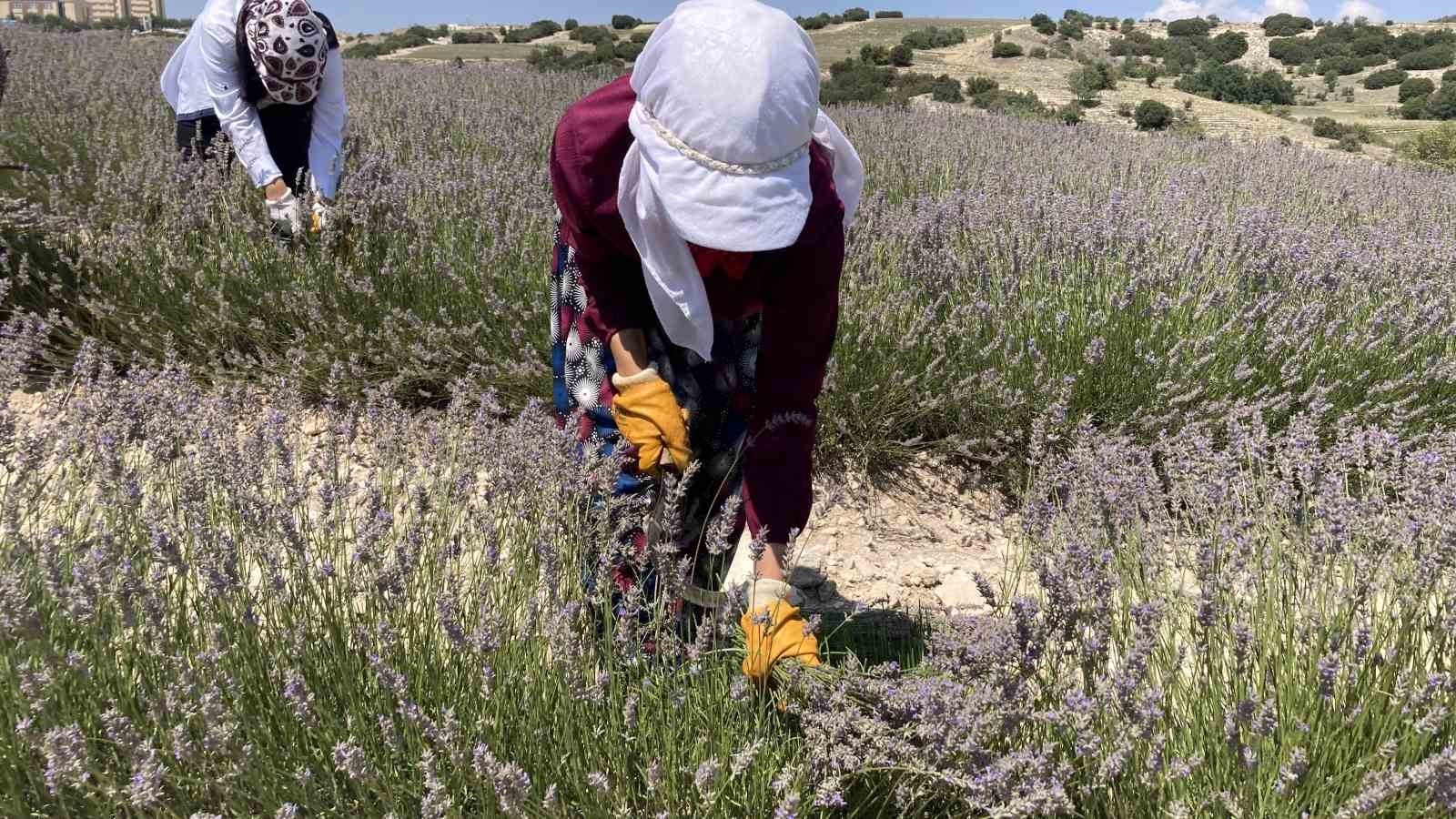 Litresi 750 TL’den satılan ve susuz yetişen lavanta hasadı başladı
