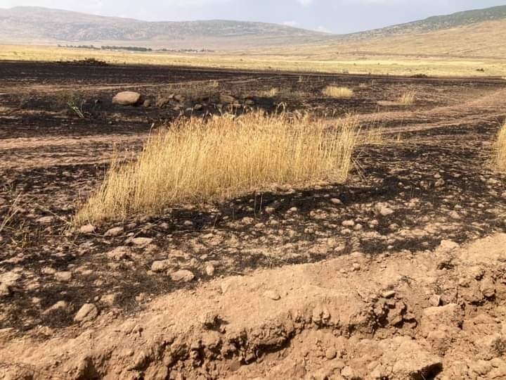 Biçerdöverle hasat sırasında çıkan yangında 4 hektar alan yandı
