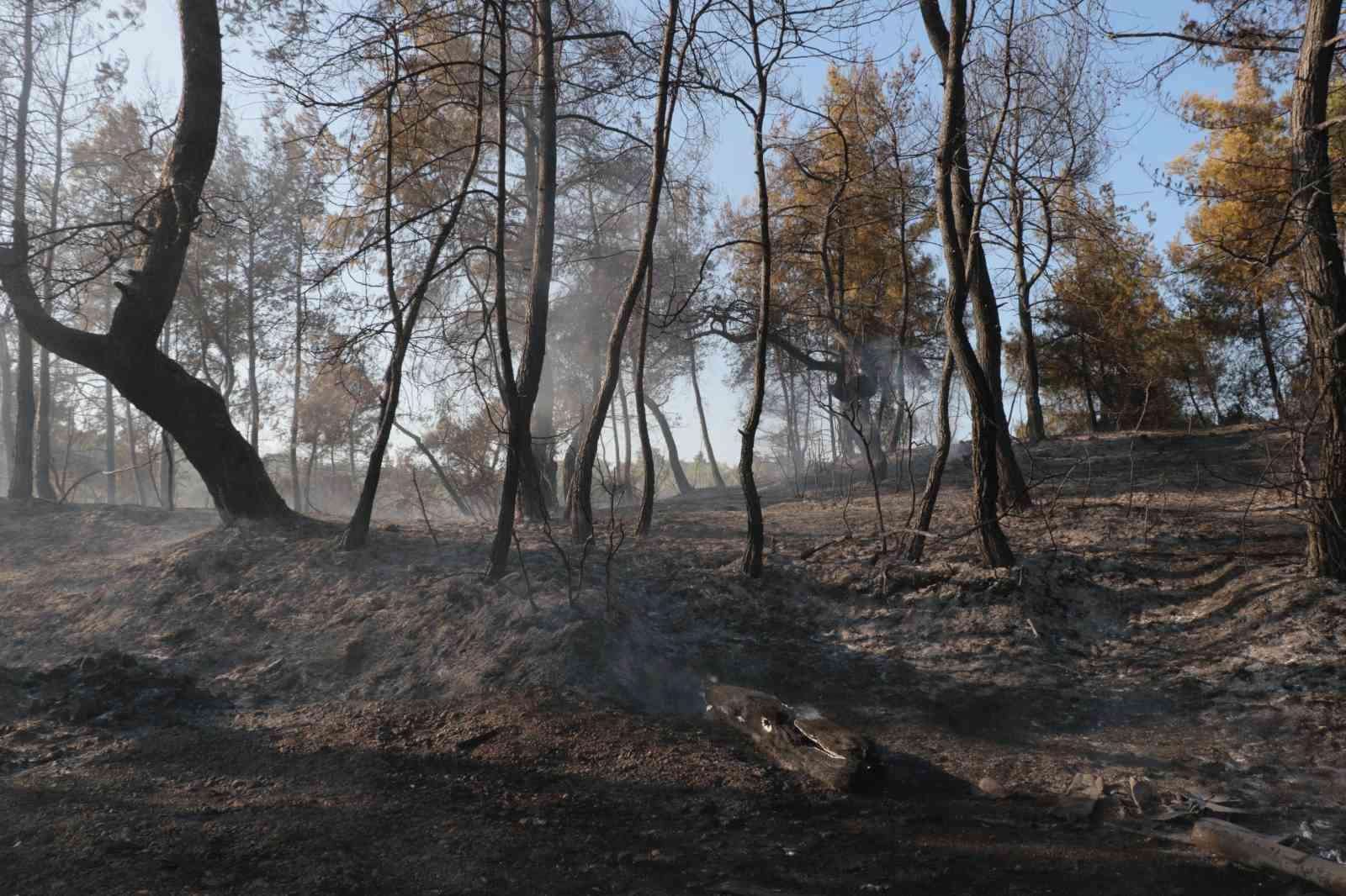 Antalya’da çıkan yangın seraları ve ormanlık alanı etkiledi
