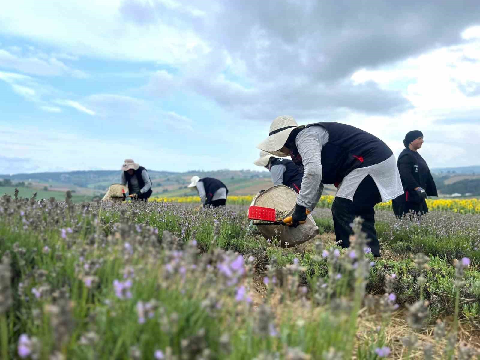 Kocaeli’de mor tarlalarda lavanta hasadı başladı
