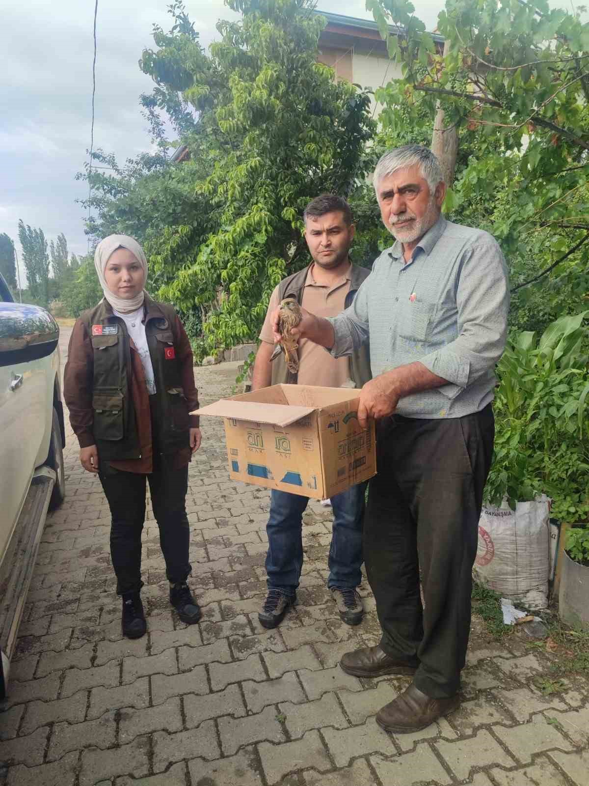 Yaralı bulunan Kerkenez, bakıma alındı
