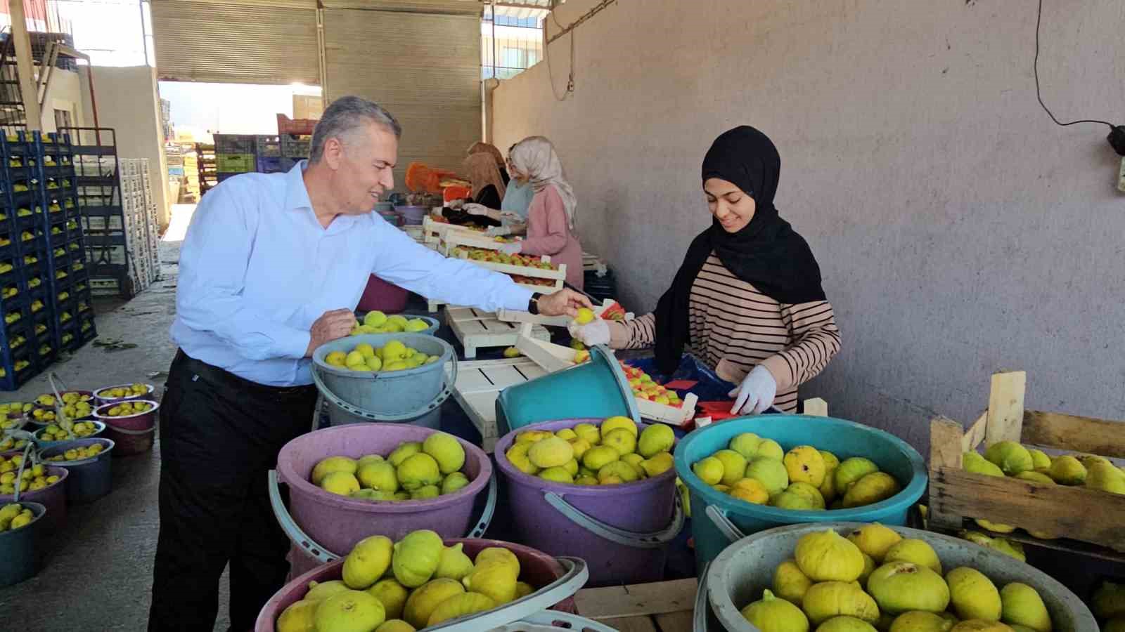 Buharkent’in taze incirinin sofralara yolculuğu sürüyor
