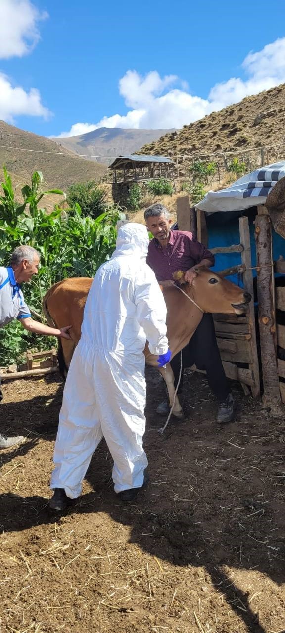 Adana’da şarbon hastalığı tespit edildi
