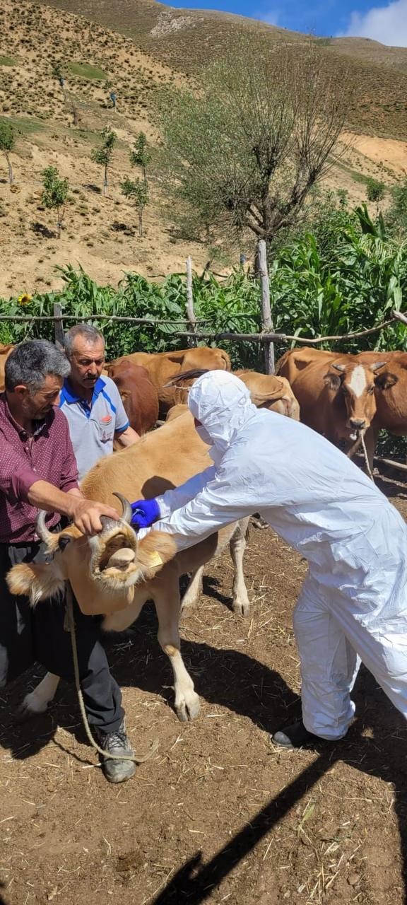 Adana’da şarbon hastalığı tespit edildi
