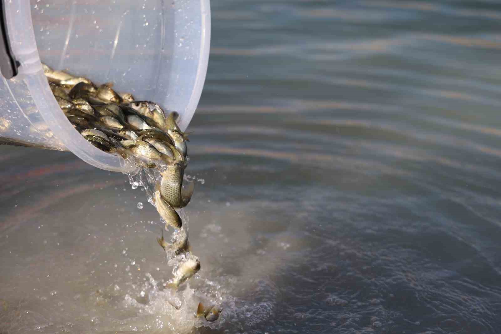 Damsa Barajı’na 350 bin yavru balık bırakıldı
