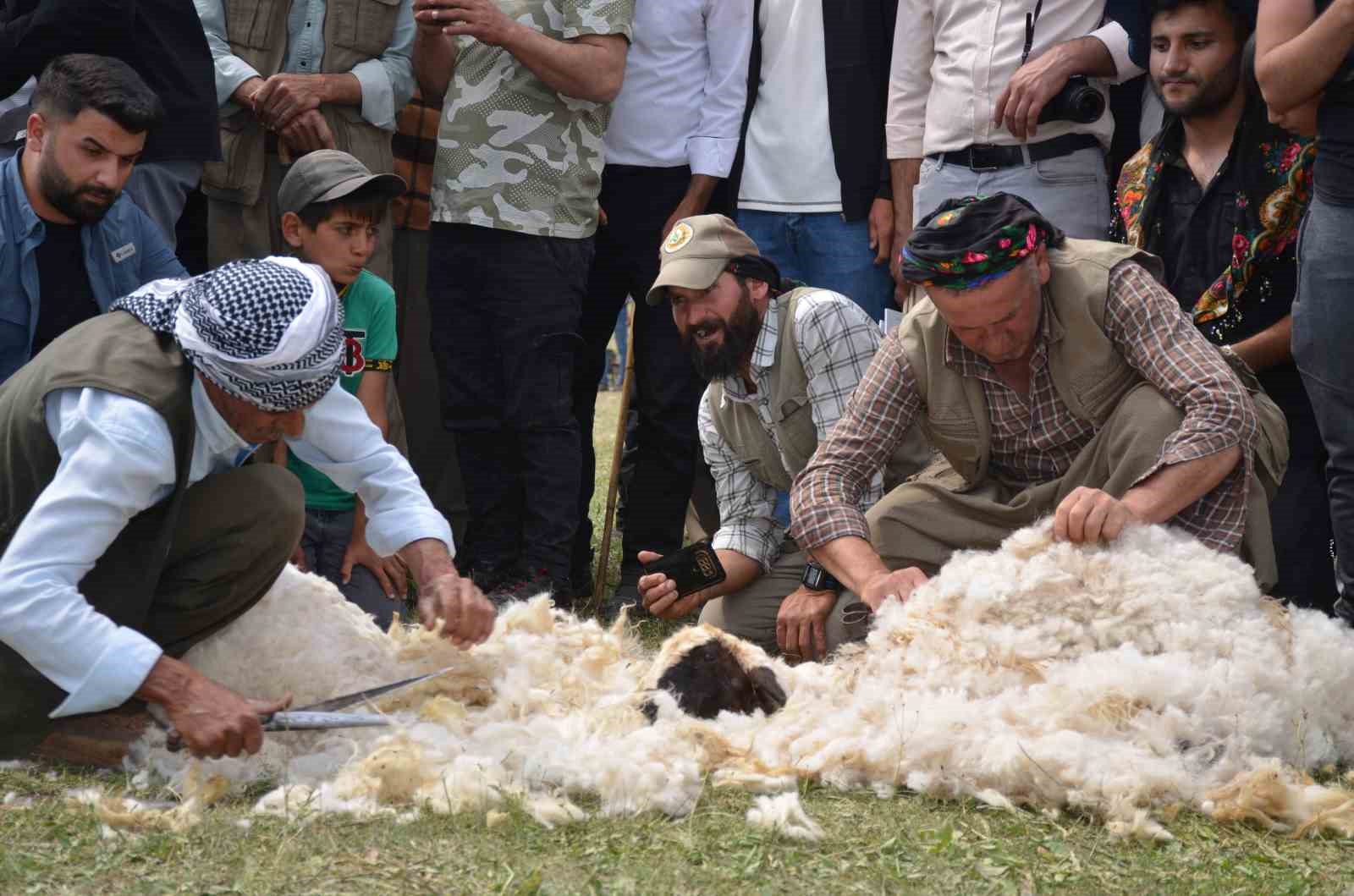 Beytüşşebap’ta besiciler Kuzu Kırkma Festivali’nde birincilik için mücadele etti
