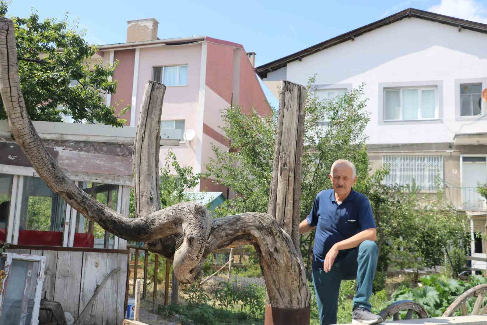 Şekli dikkatini çekti, kestirip bahçesinde yıllarca muhafaza etti
