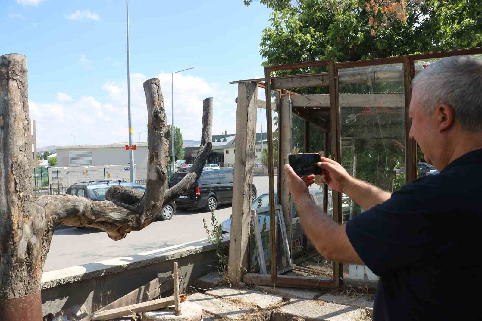 Şekli dikkatini çekti, kestirip bahçesinde yıllarca muhafaza etti
