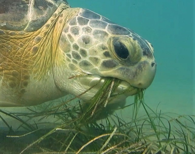 Kuşadası’nda caretta yuvaları çoğalıyor
