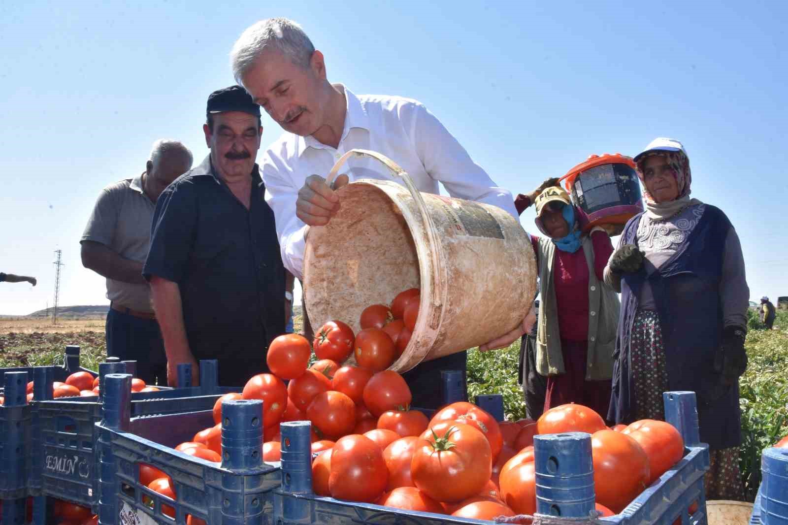 Tahmazoğlu çiftçilerle tarlada domates, topladı
