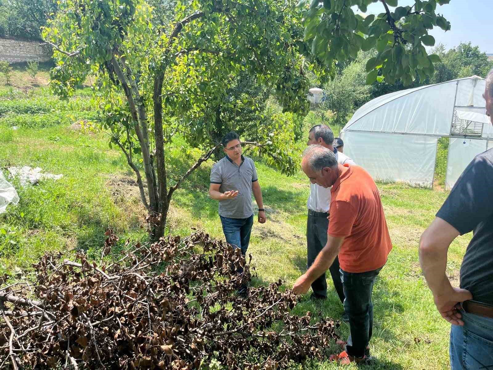 Endemik bir tür olan Kaleardı eriğinde hastalık ve zararlılara karşı kontroller yapıldı
