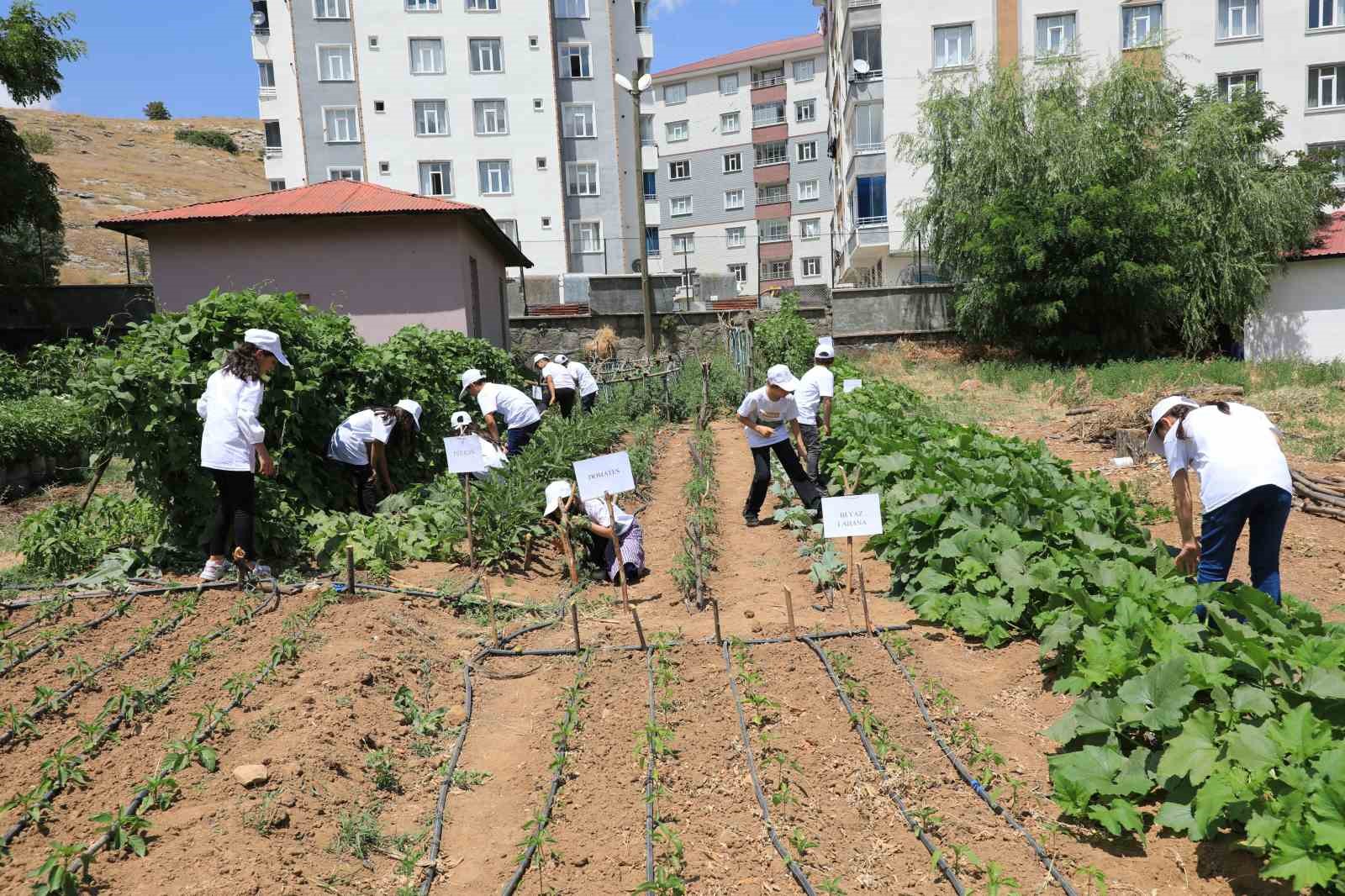 Bitlis’te ‘Okuldaki çiftlik’ projesi
