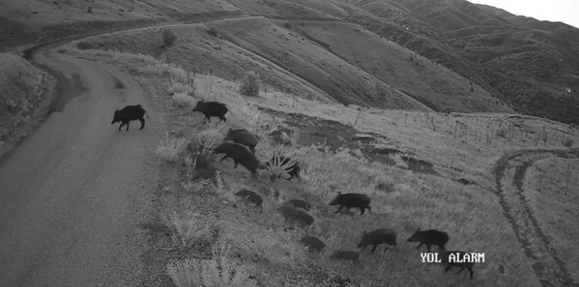 Elazığ’da yiyecek arayan domuz sürüsü kamerada
