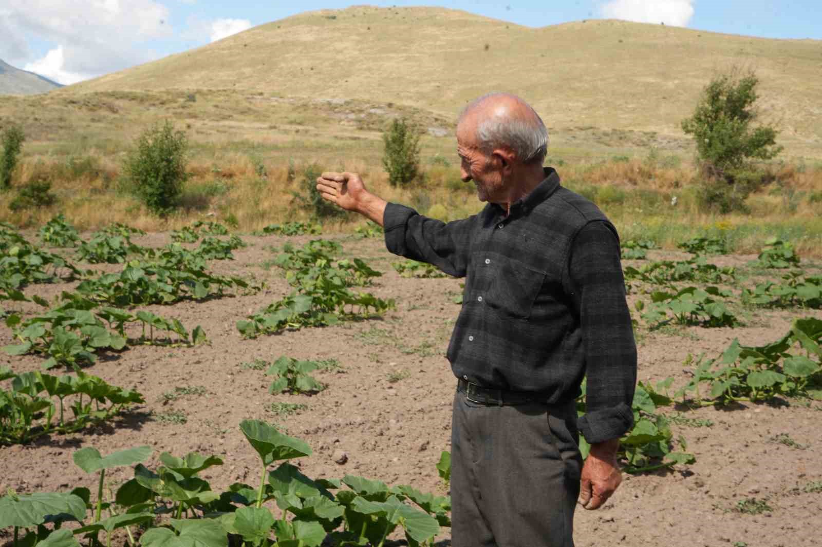 Ata tohumundan organik bal kabakları toprakla buluşturuldu
