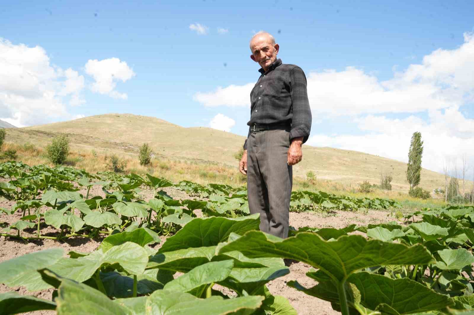 Ata tohumundan organik bal kabakları toprakla buluşturuldu
