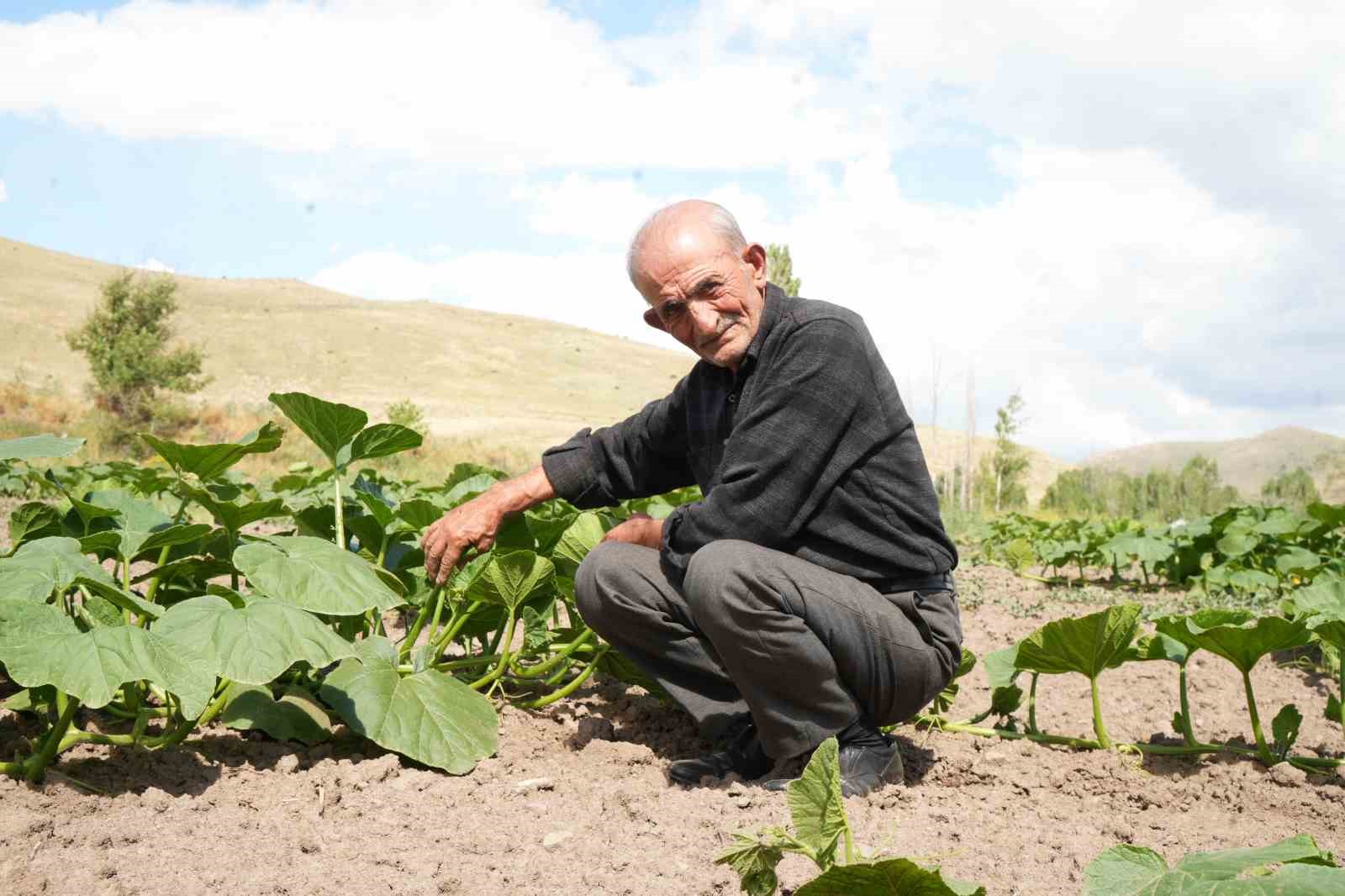 Ata tohumundan organik bal kabakları toprakla buluşturuldu
