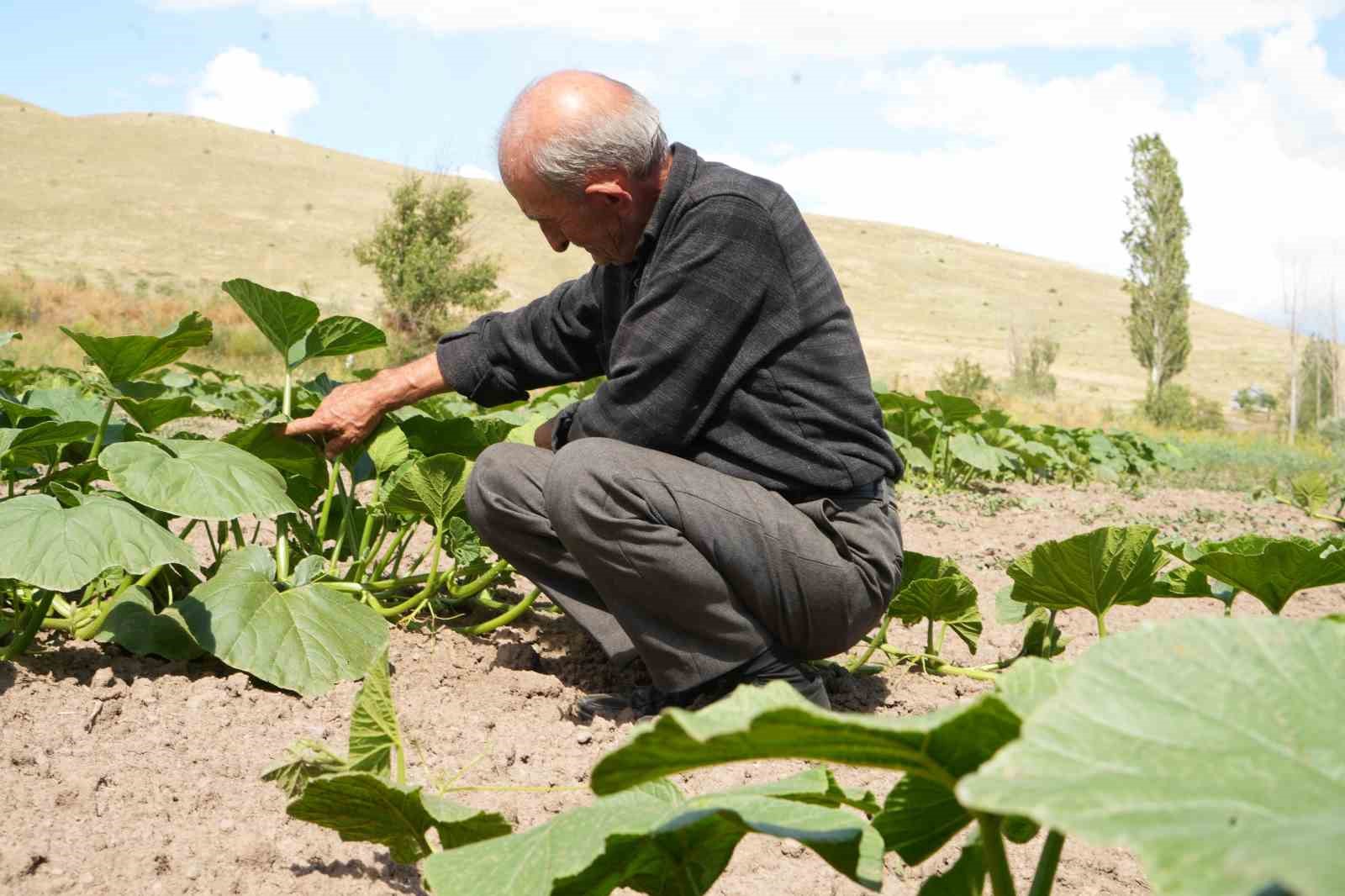 Ata tohumundan organik bal kabakları toprakla buluşturuldu
