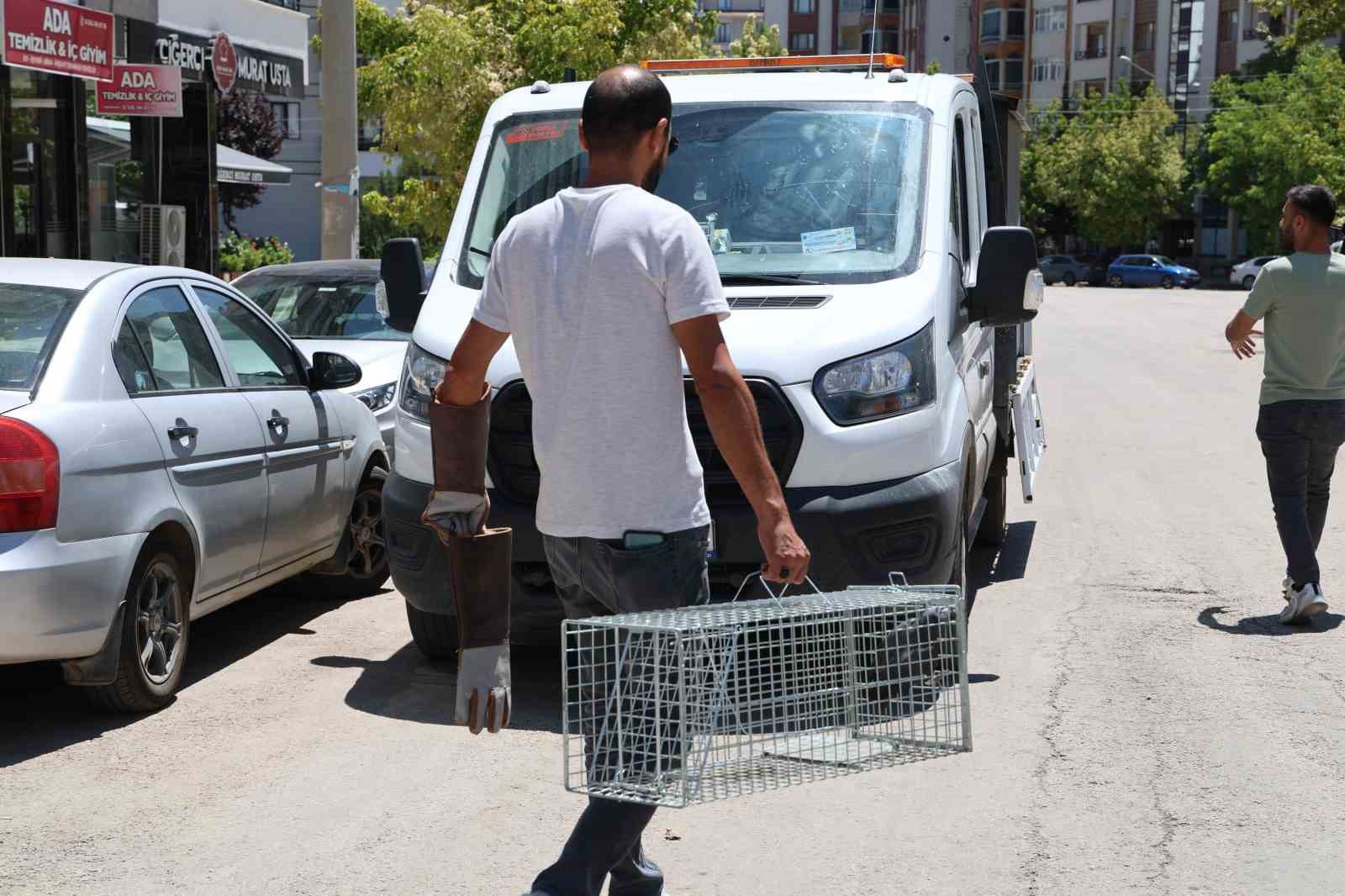 Elazığ’da ’Kübra’ diye seslenen papağan bulundu, sahibine ulaşılmaya çalışılıyor
