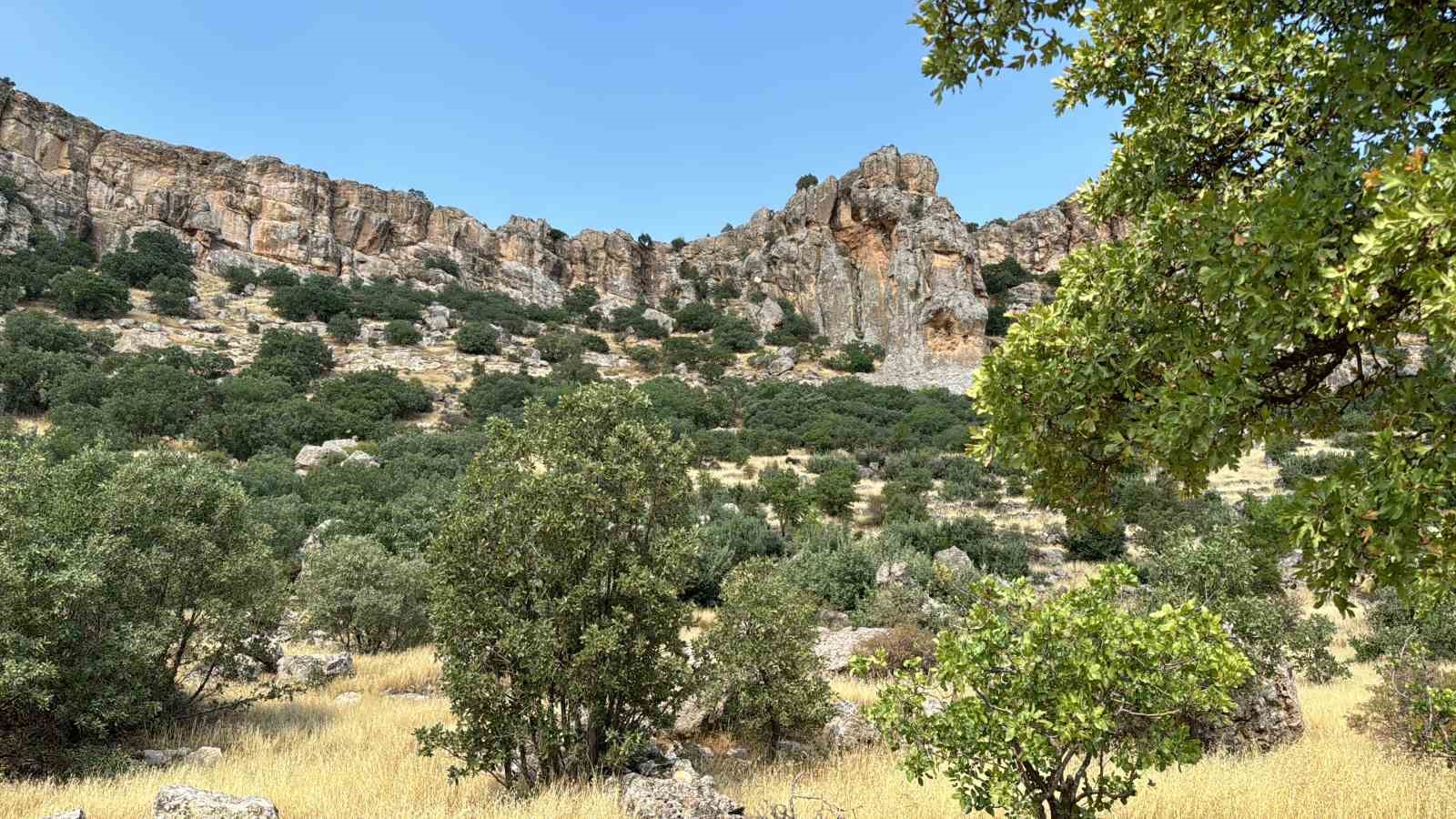 Mardin’de ağabey, 15 kardeşinin arazi hakkını sahte tapu işlemleri ile aldığı iddia edildi
