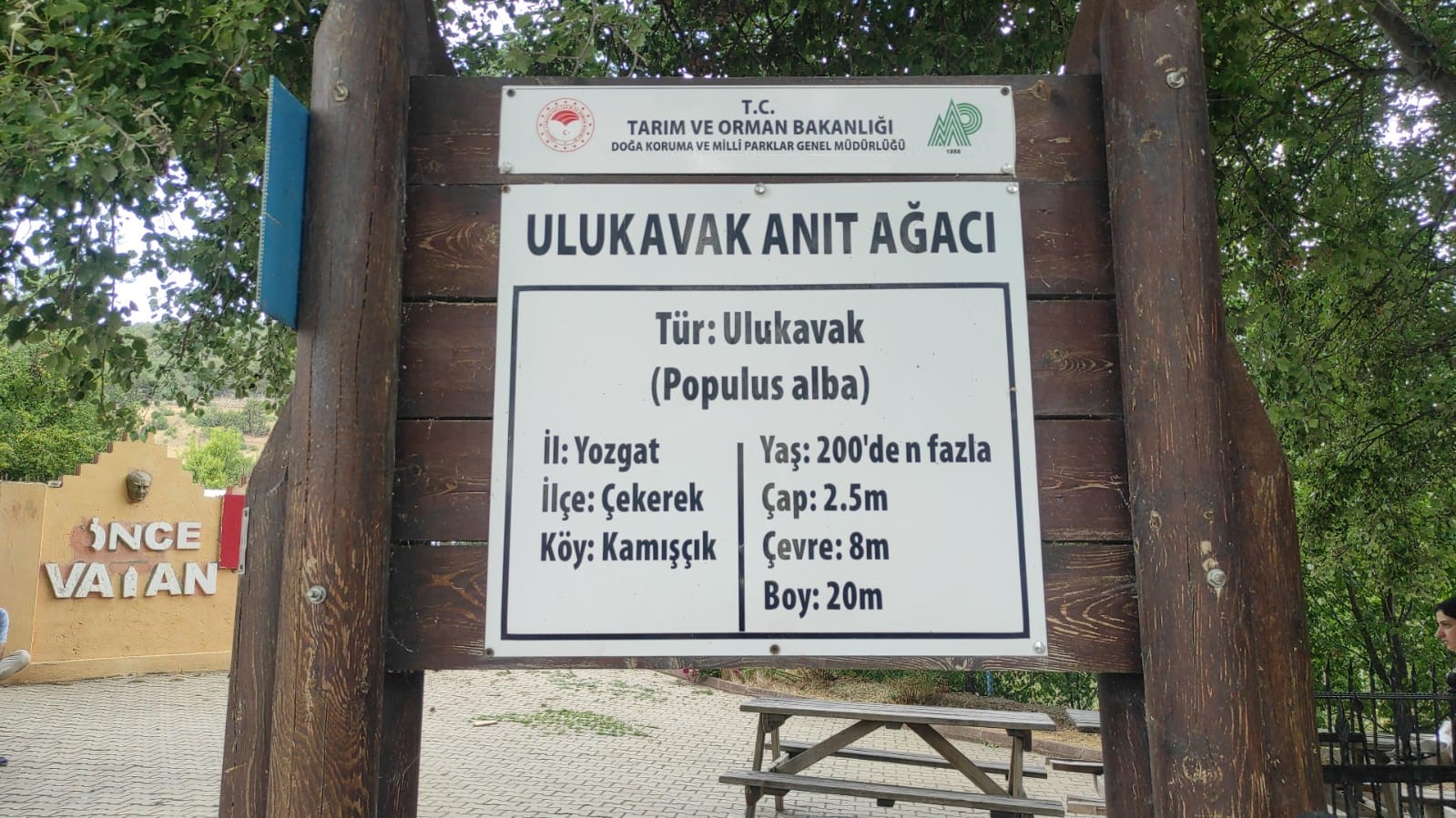 Yozgat’ta 2 asırlık “Ulu Kavak” ziyaretçilerini ağırlıyor
