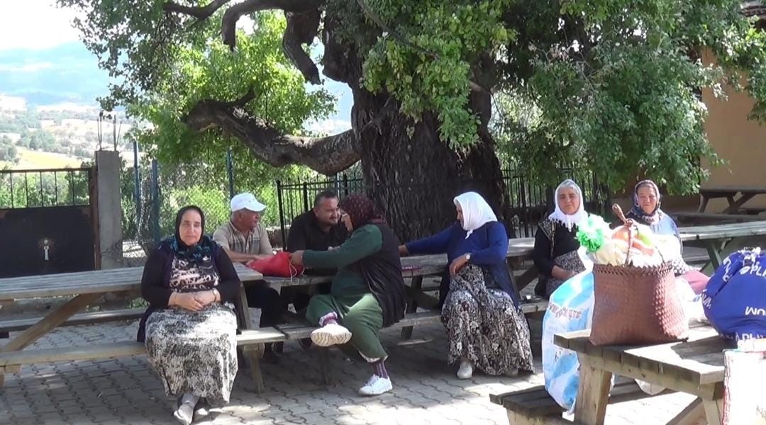 Yozgat’ta 2 asırlık “Ulu Kavak” ziyaretçilerini ağırlıyor
