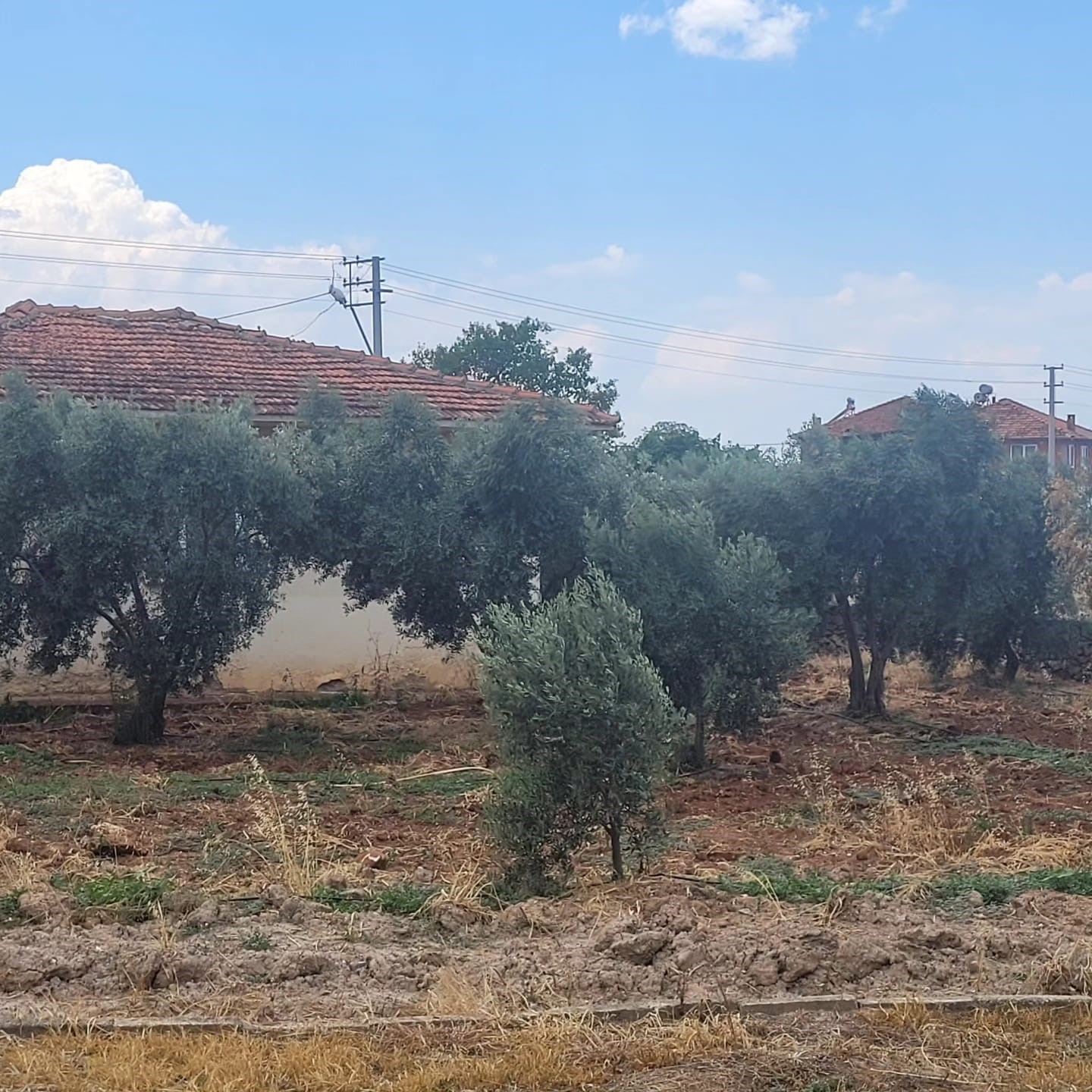 Öğretmen, öğrenci ve velilerin birlikte yetiştirdiği zeytinler kütüphane ve okul malzemesi oldu
