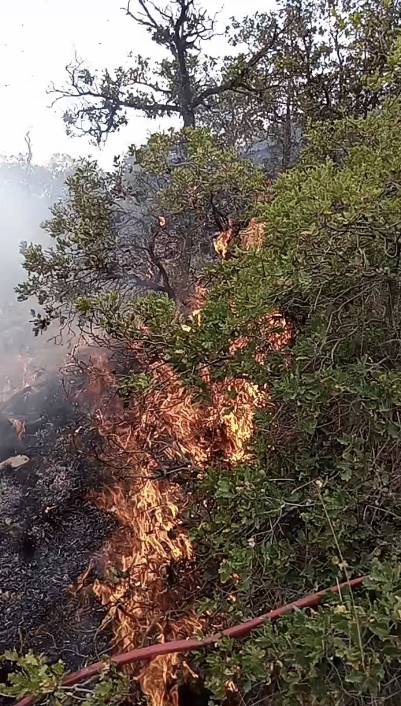 Aksaray’da anız yangını ormanlık alana sıçradı
