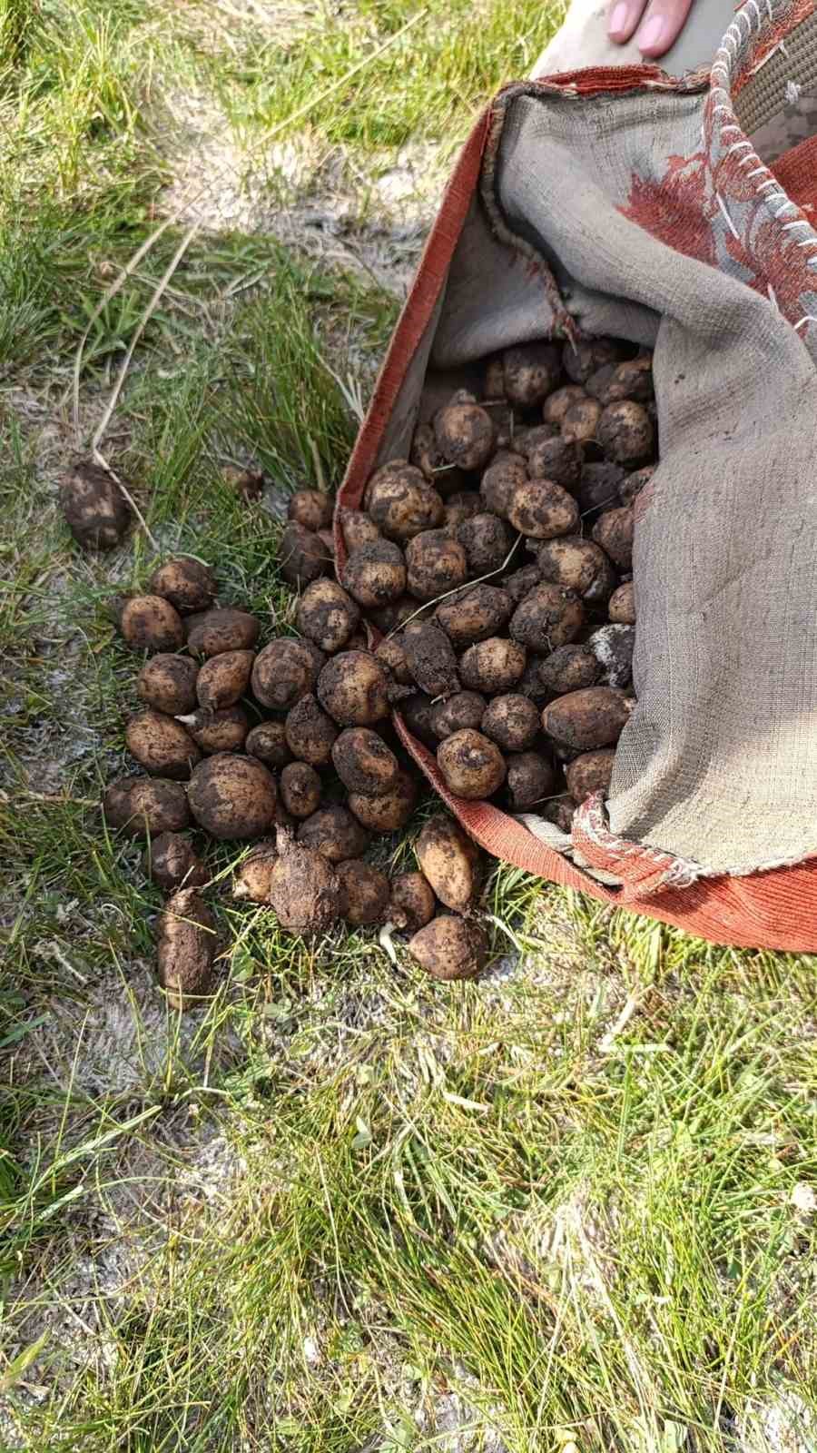 Muradiye’de toplanması yasak olan salep ele geçirildi
