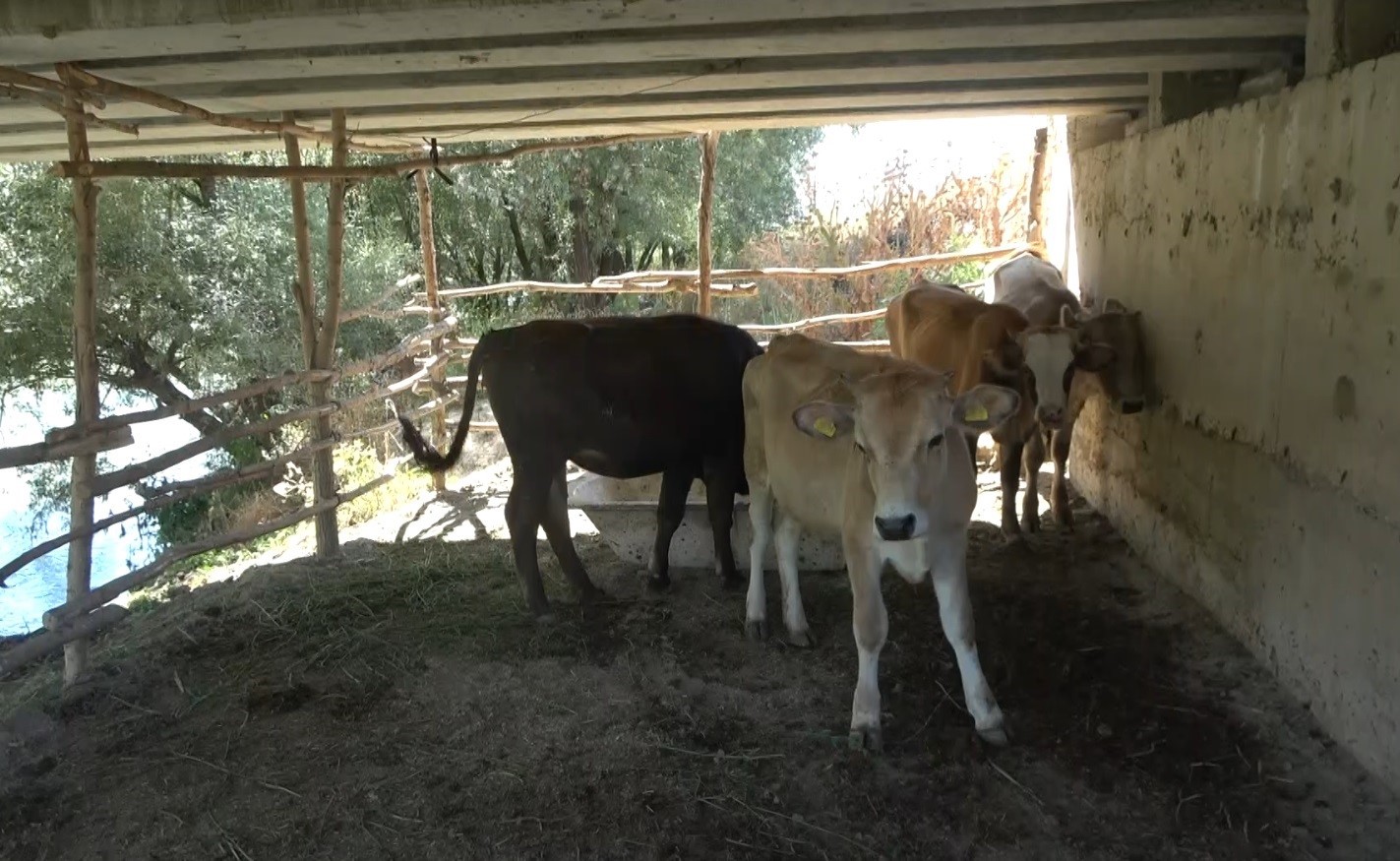 Muş’ta bir köy karantinaya alındı
