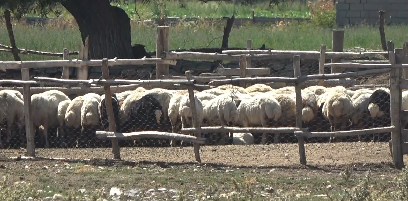 Muş’ta bir köy karantinaya alındı
