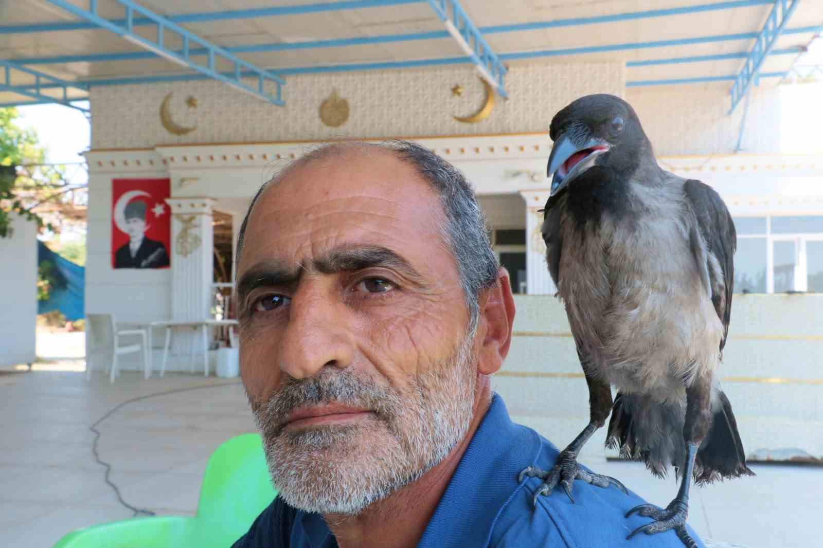 Kedilerin saldırısından kurtarılan yavru kargaya çocuğu gibi bakıyor
