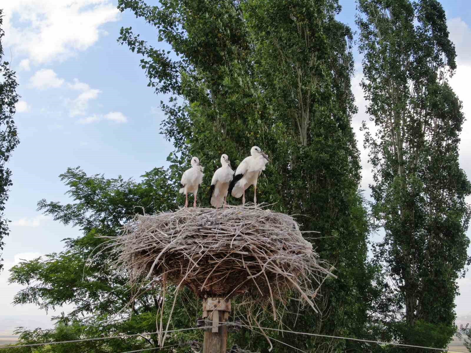 Yavru leylekler uçmaya hazırlanıyor
