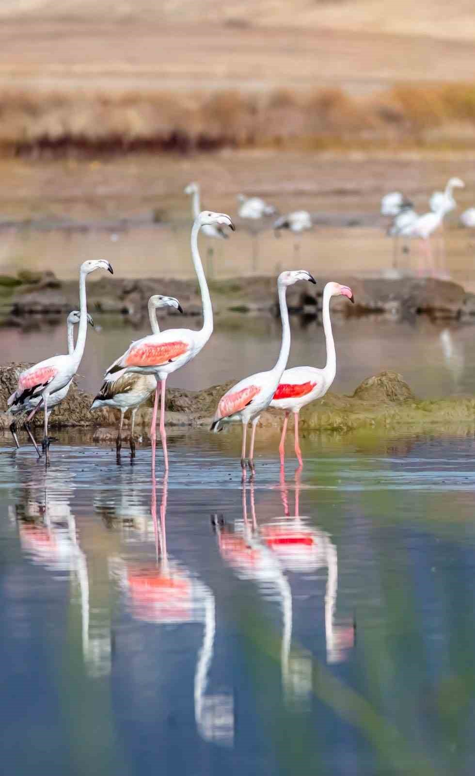 Bilinçsiz sulama, flamingoların durağı Kamış Gölü’nün kurumasına neden oldu
