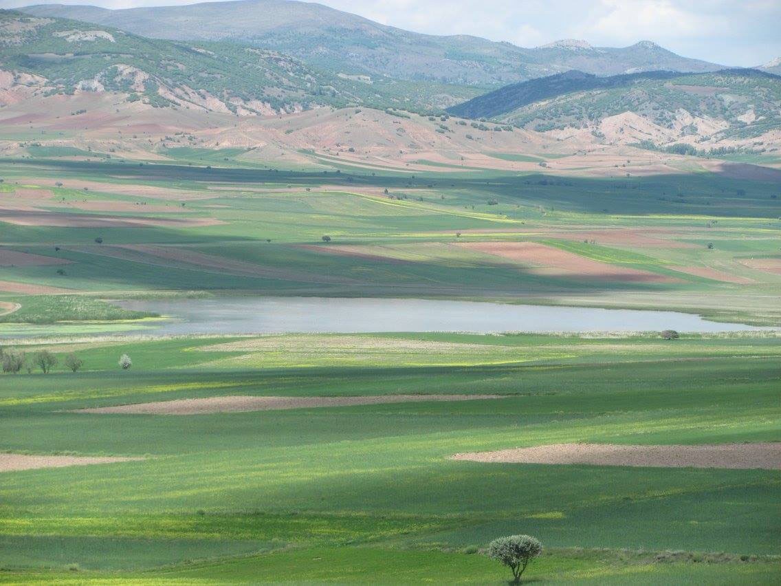 Bilinçsiz sulama, flamingoların durağı Kamış Gölü’nün kurumasına neden oldu
