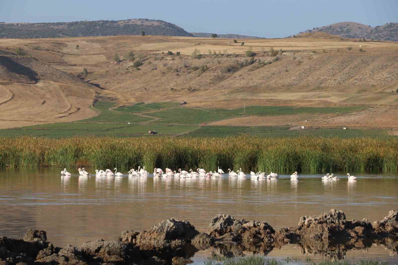 Bilinçsiz sulama, flamingoların durağı Kamış Gölü’nün kurumasına neden oldu
